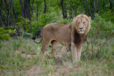 sudafrica-ad-agosto-2-settimane:-due-itinerari-per-te