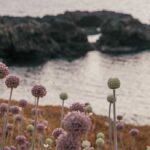 come-organizzare-una-vacanza-ad-ustica
